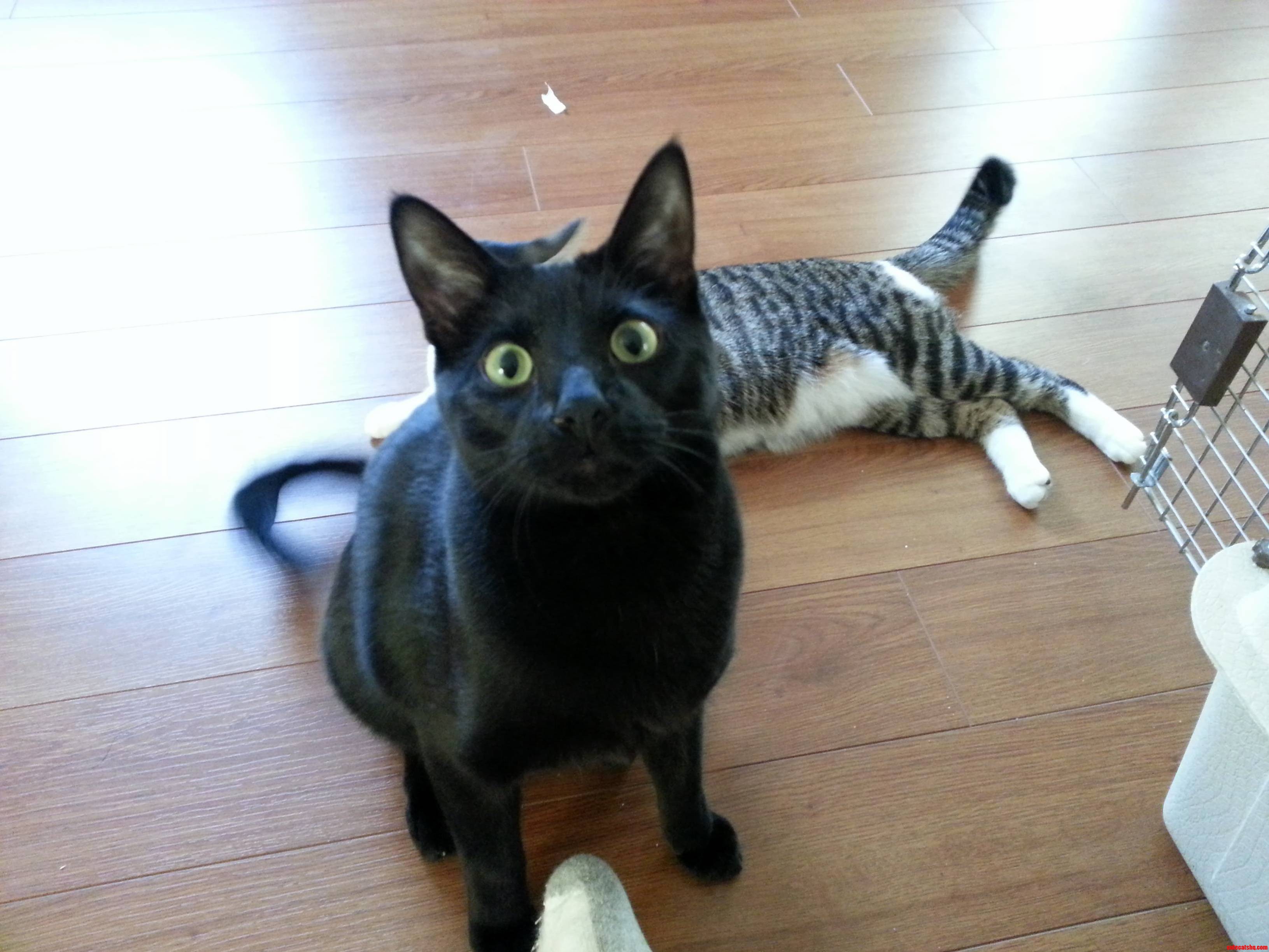 Tried to Take a Nice Photo of Sophie and Oliver Decided to Join in