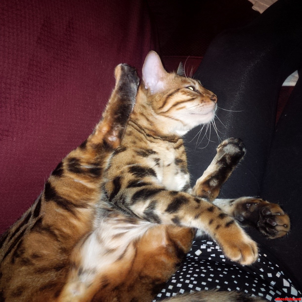 True Comfort