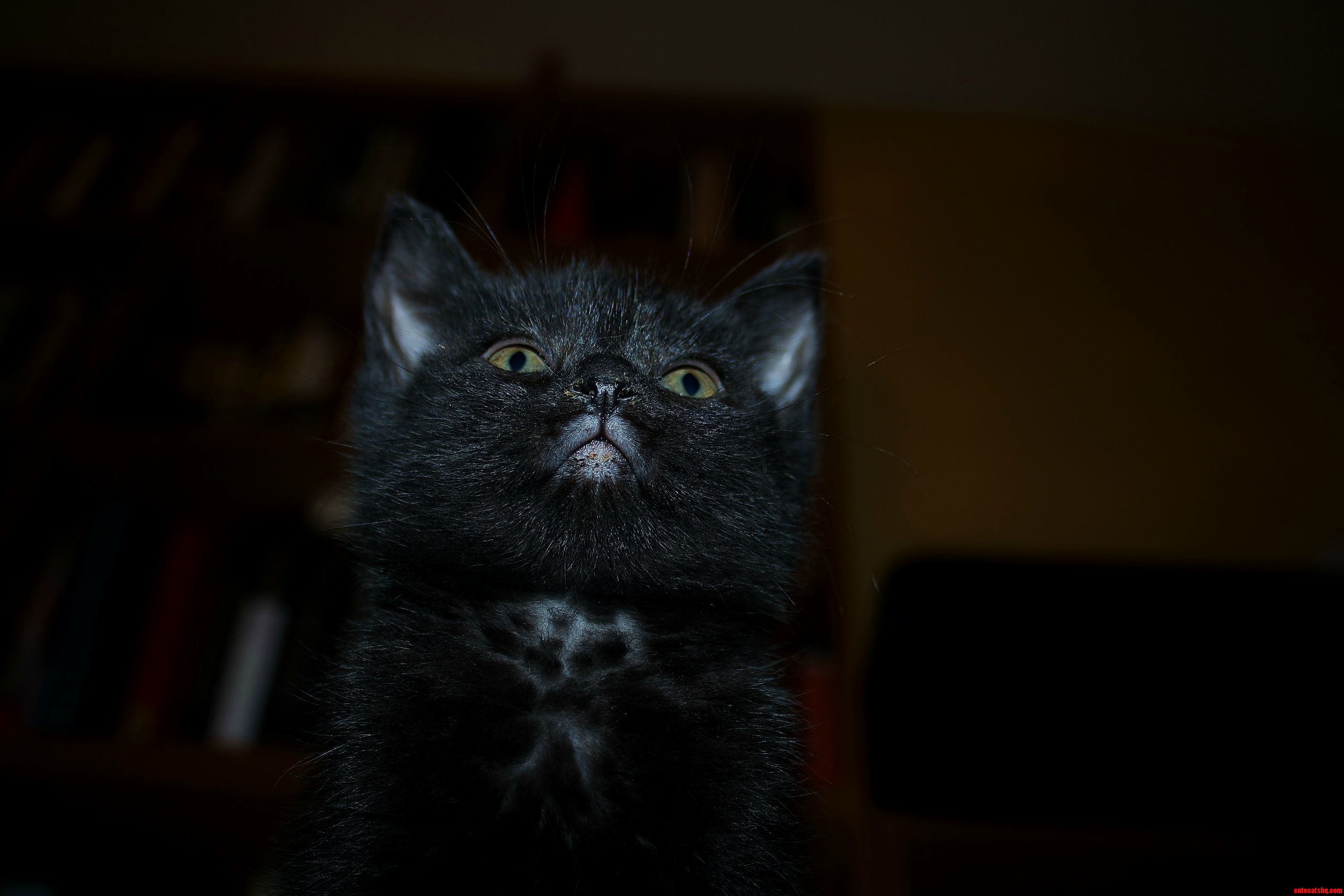 Trying for a Sweet Cute Adopt Me Portrait. Instead Got Fledgling Supervillain.