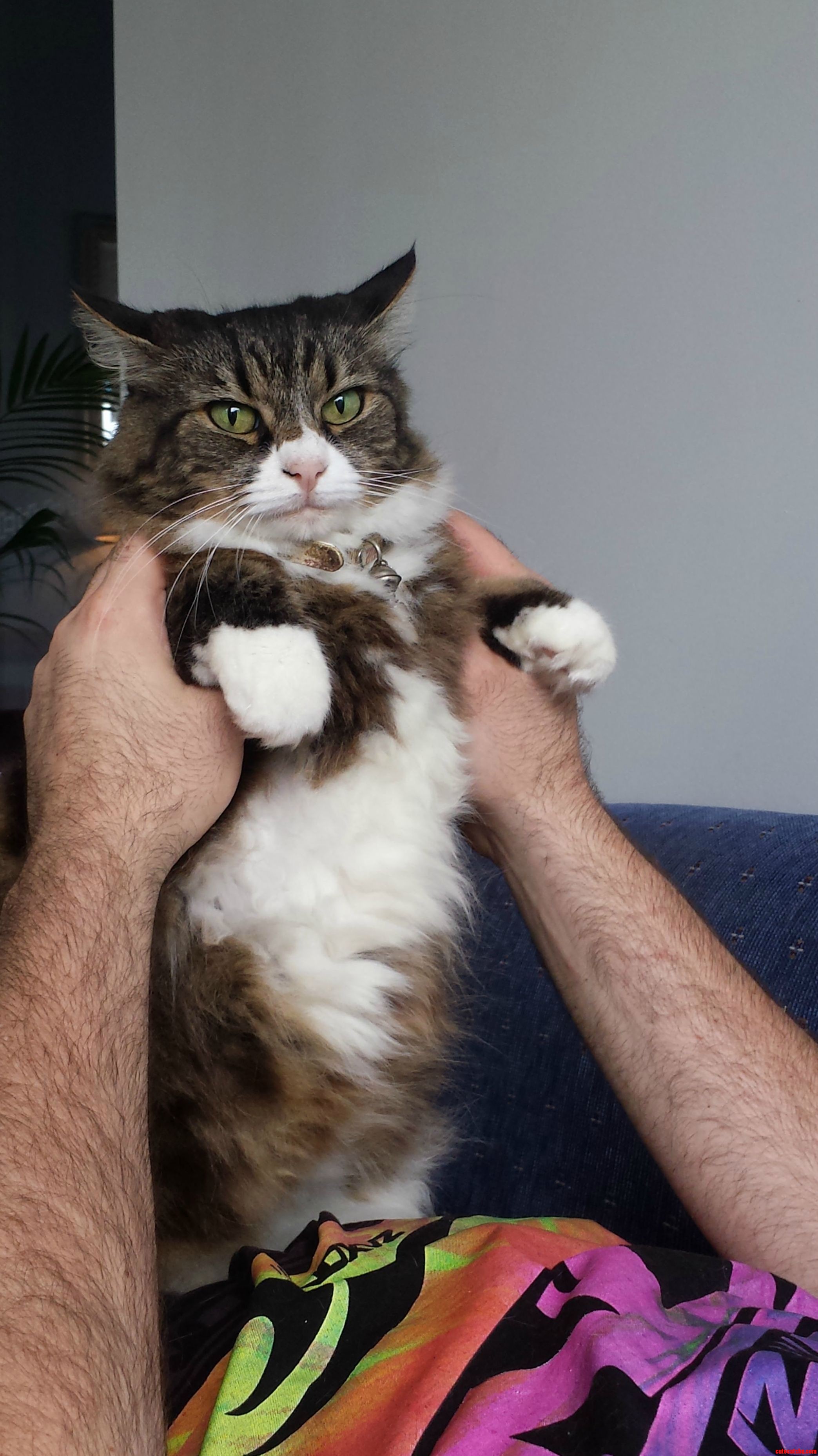 Tummy Fluffs