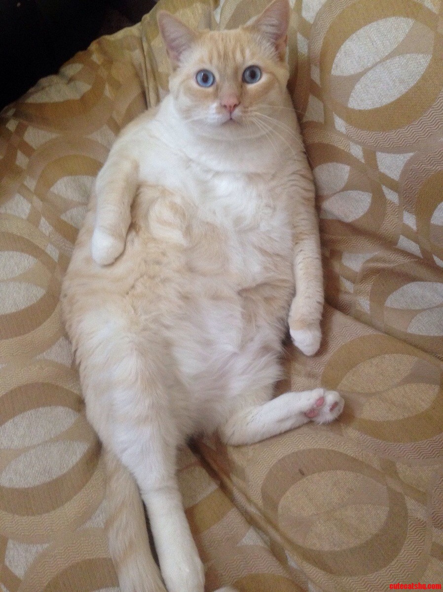 Turned Around to See My Fat Cat Sitting Like This.