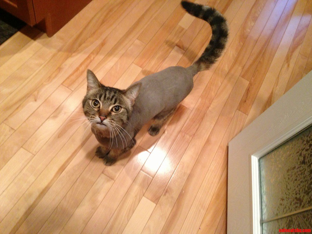 Turned My Cat Into a Squirrel