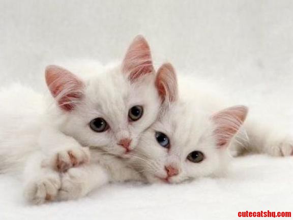 Twins