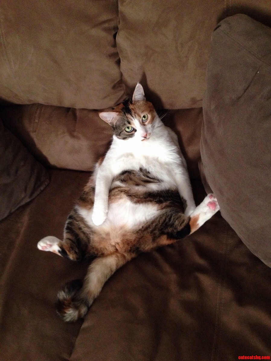 Twitch Just Chilling on the Couch.