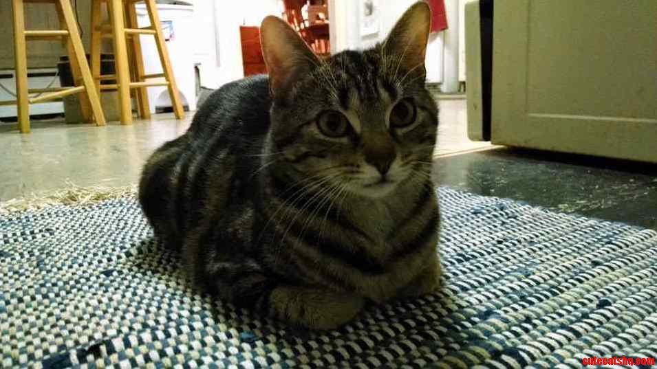 Waiting Patiently for Tabby Tuesday