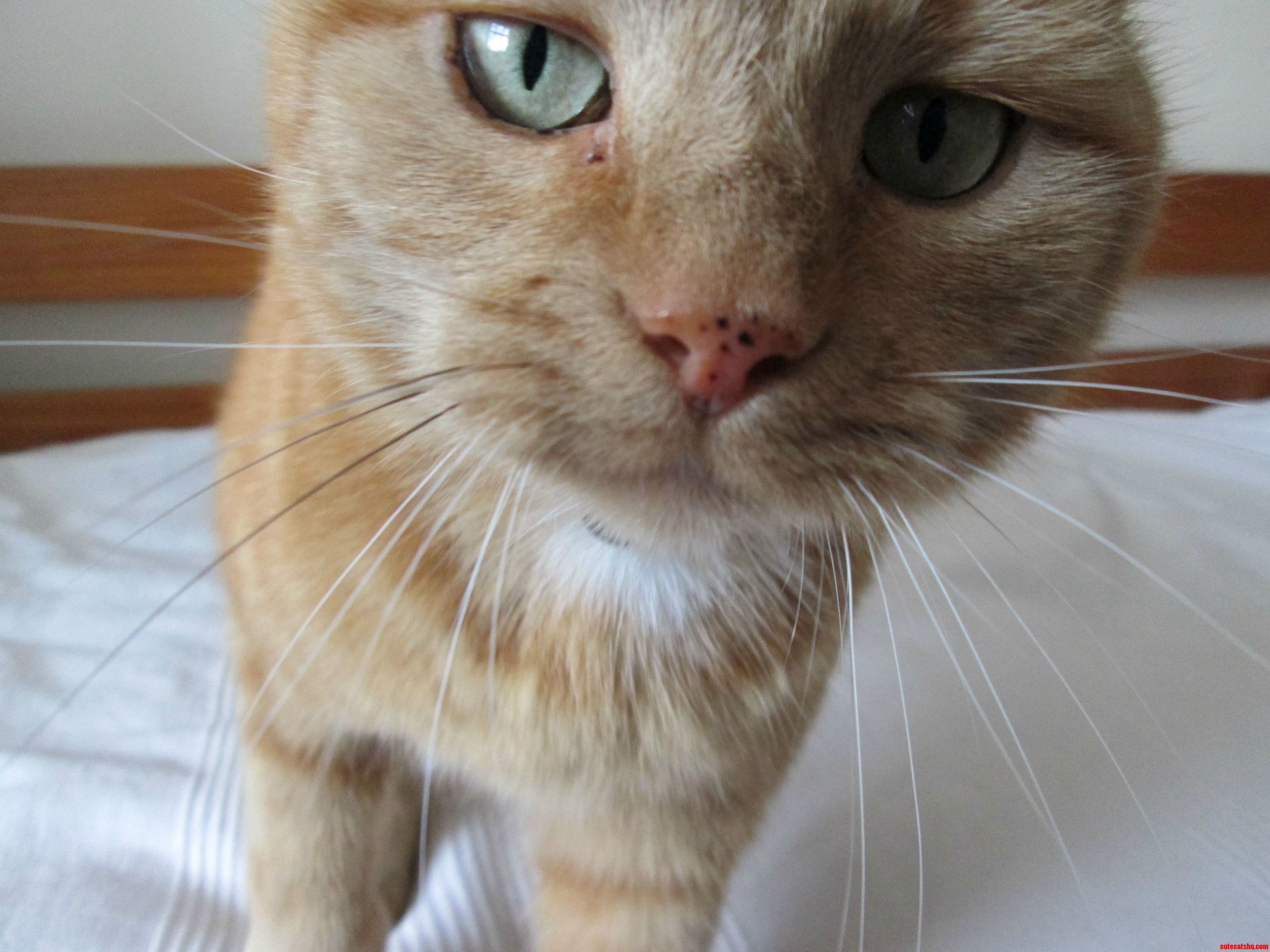 Was Taking a Picture of My Cat When She Got Interested in the Camera. I Love the Result 3