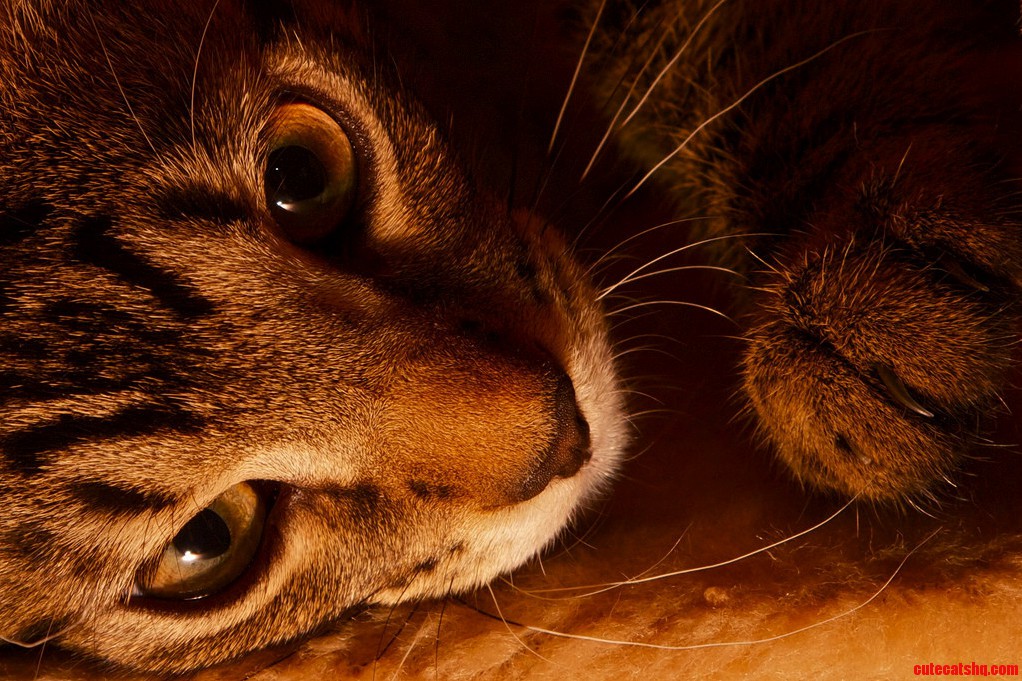 Watch the Eyes Not the Claw....