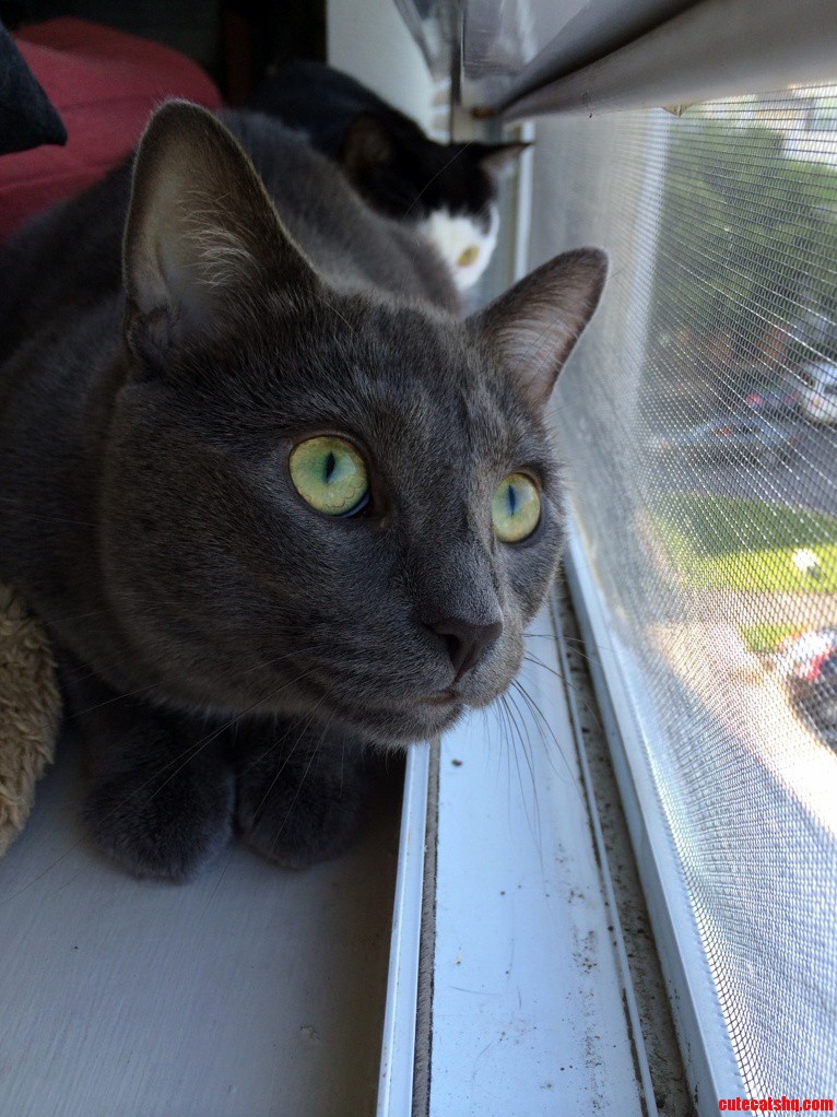 Watching the Birds