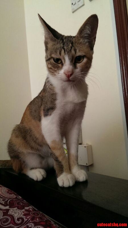 We Ve Just Adopted This Beauty.