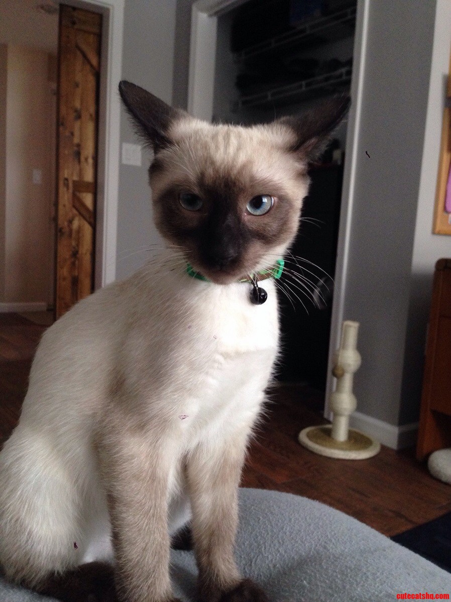 Weird Ears. Meet Crook