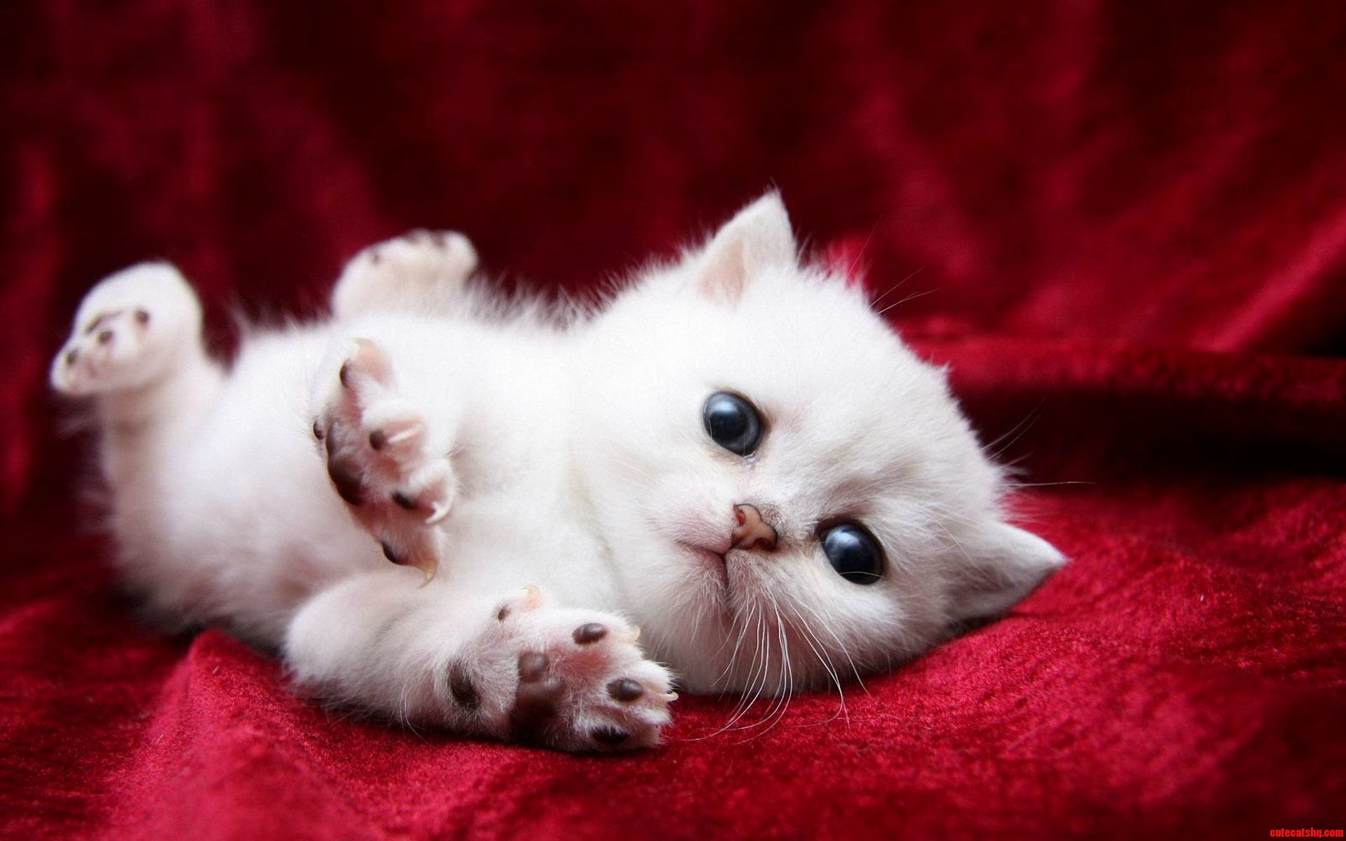 What a Fluffyyyy