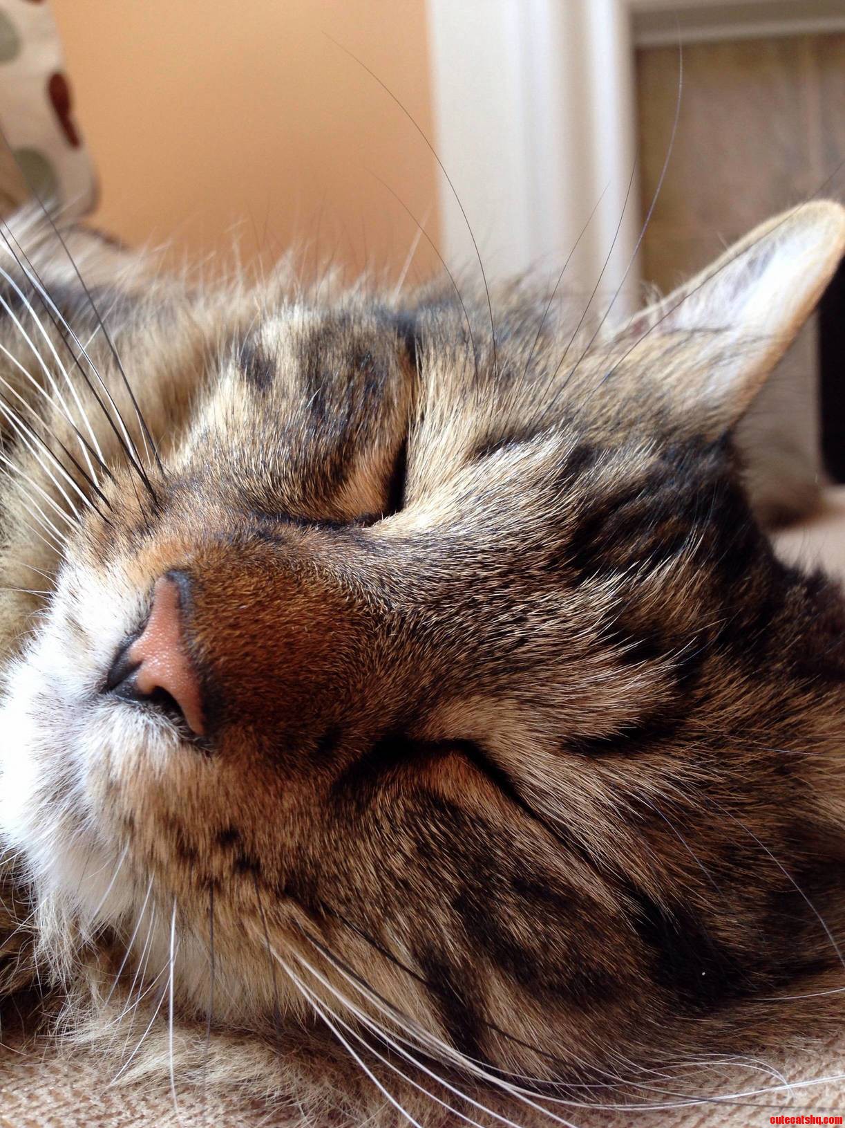 What Do You Think Memphis Is Dreaming About