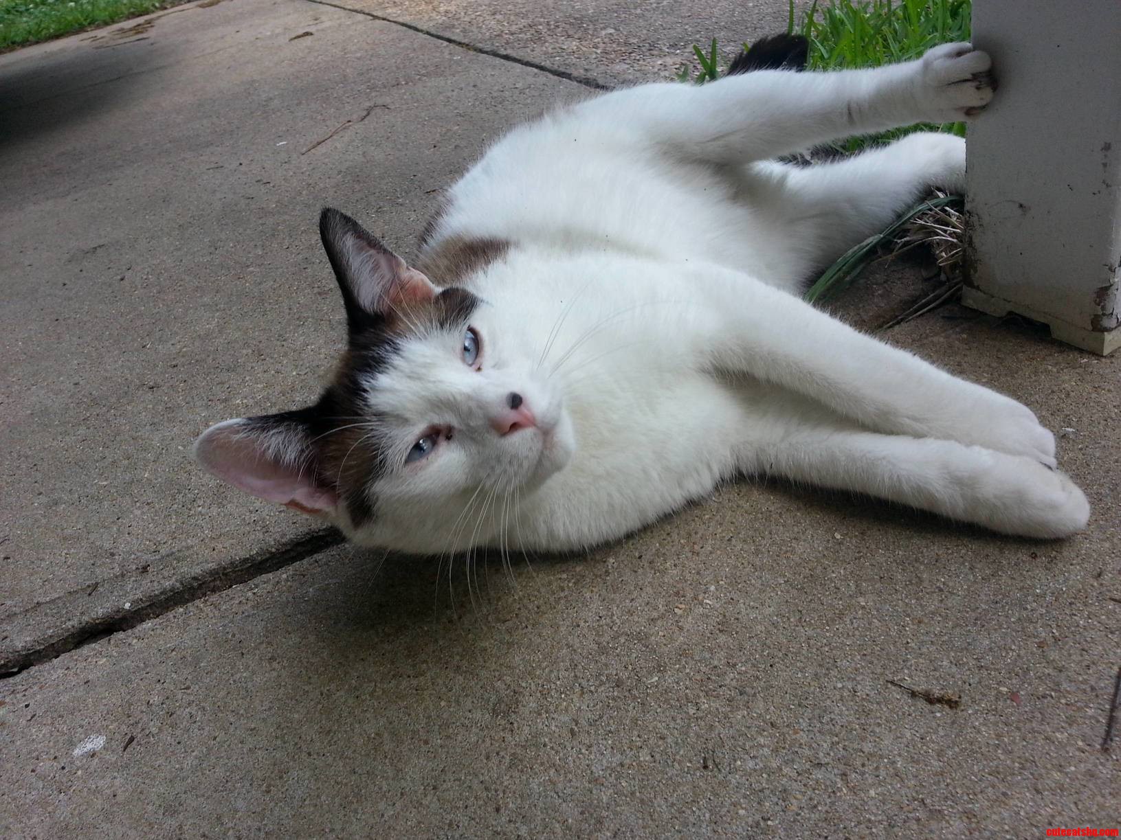 What Kind of Cat Is This. It Looks Unique.