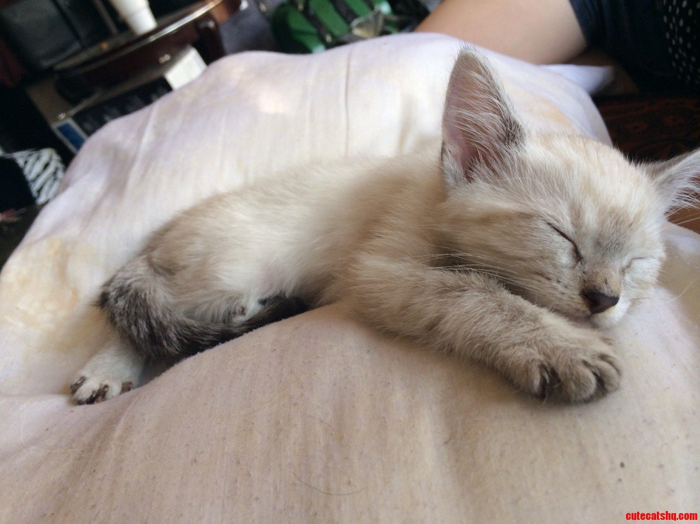 What Should I Name This Kitty Hes White with Grey Ears and Feet with a Dark Tail