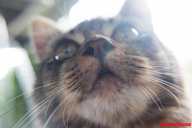 Whats New Pussy Cat Wooahhwooahhwooaaahh
