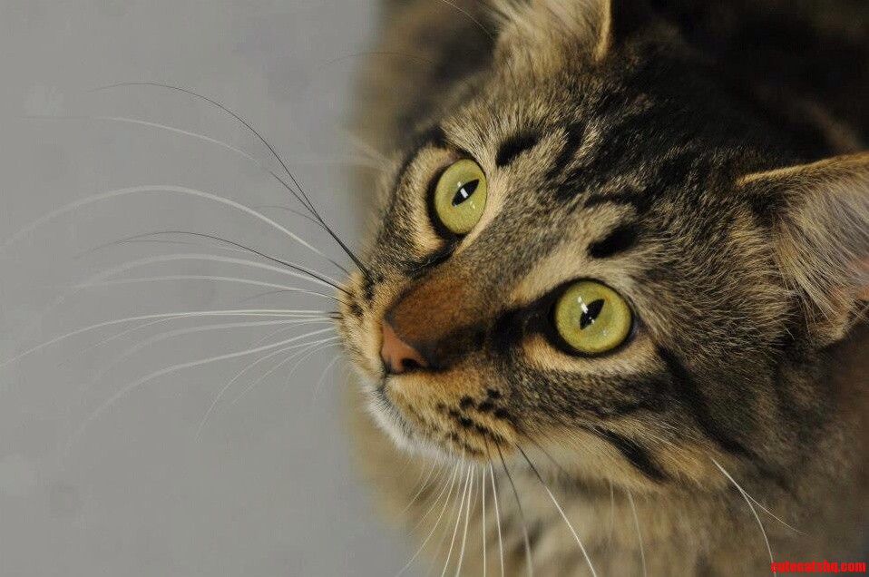 Whiskers. Photo Taken by My Wife of a Cat at Our Local Shelter