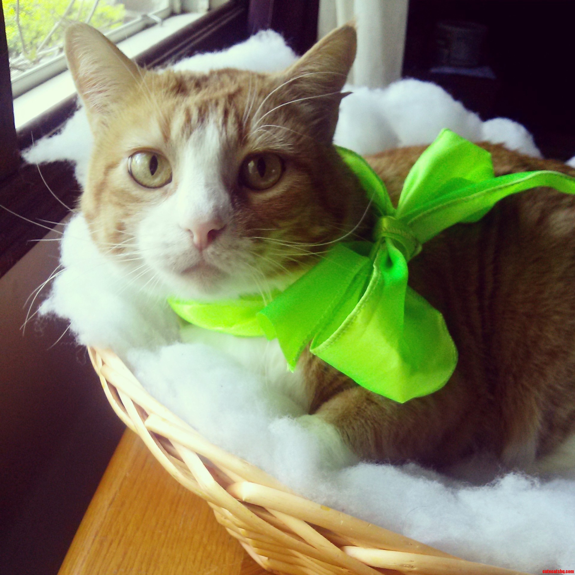 Who Needs an Easter Bunny When You Have an Easter Kitty