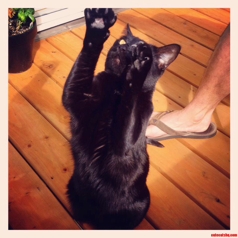 Will Work for Karma. for Black Cat Friday I Give You Venice Who Sits and Begs on Command.