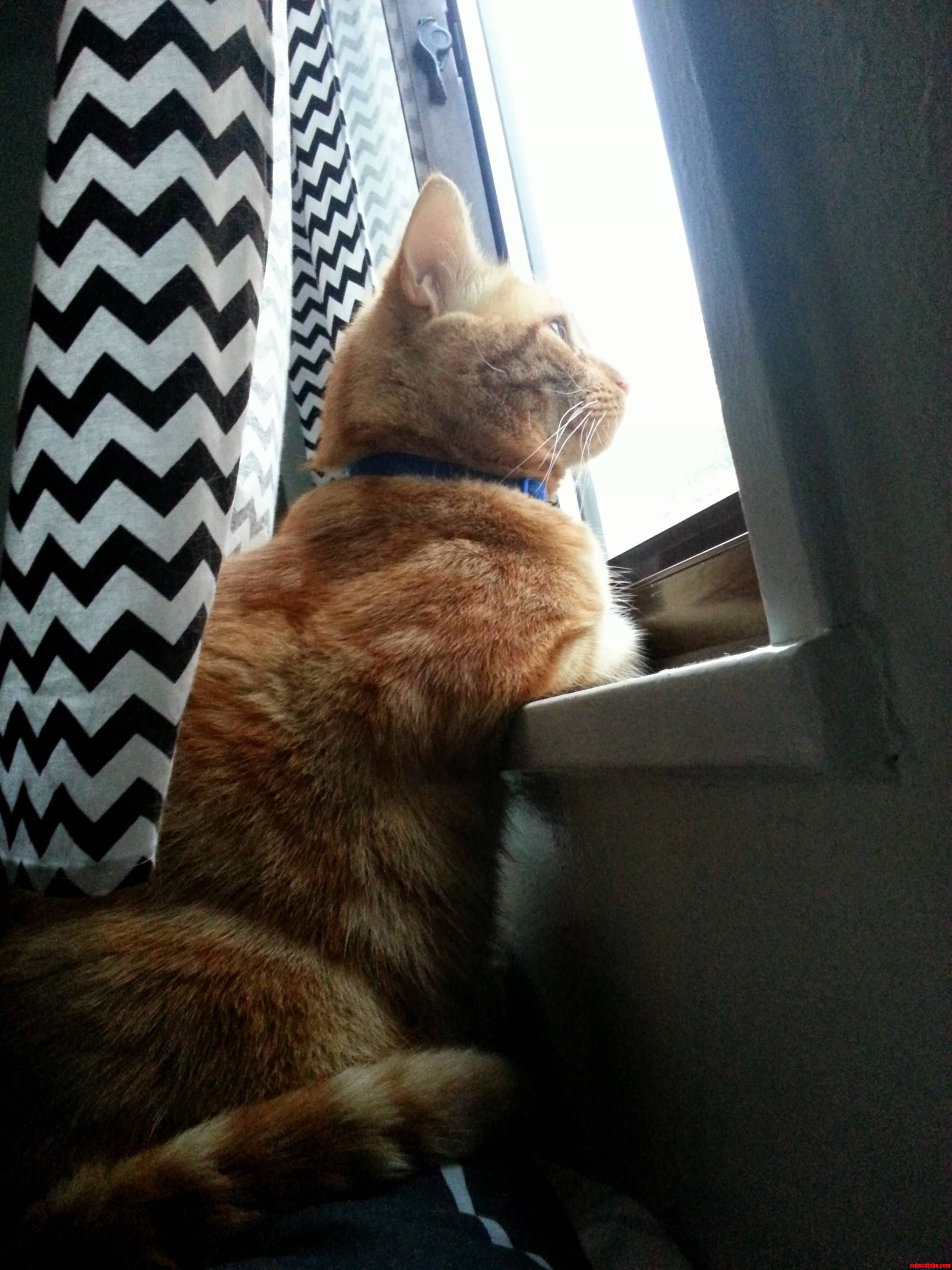 Window Cat