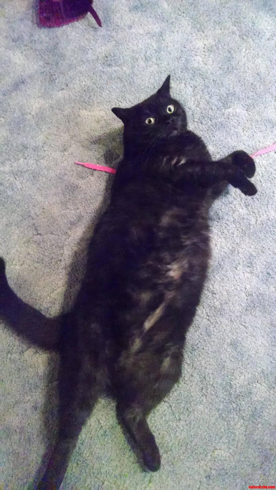 Wolly Showing Off for Black Cat Friday