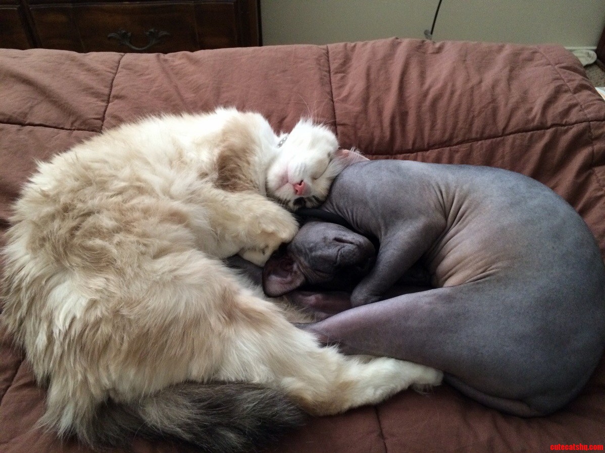 Yin-yang