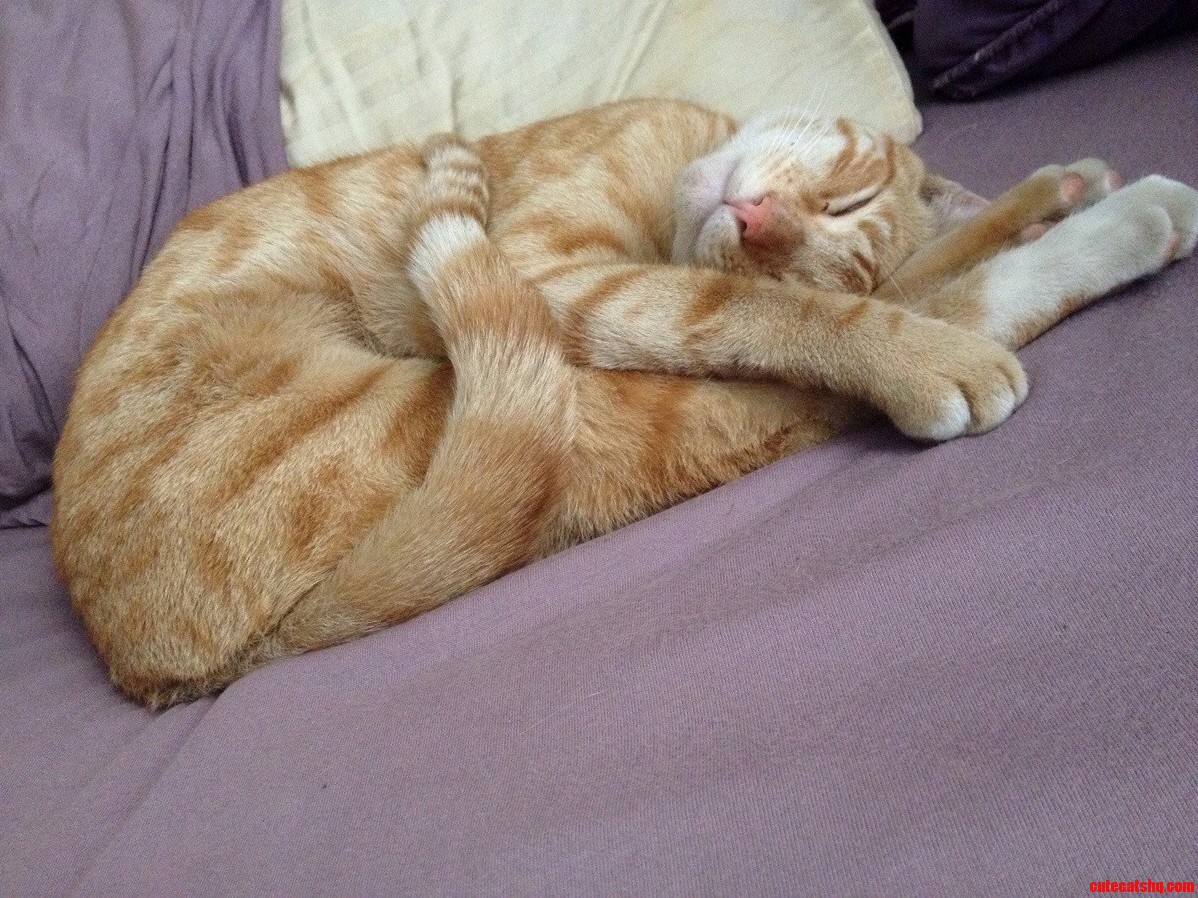 Yoga Napper.