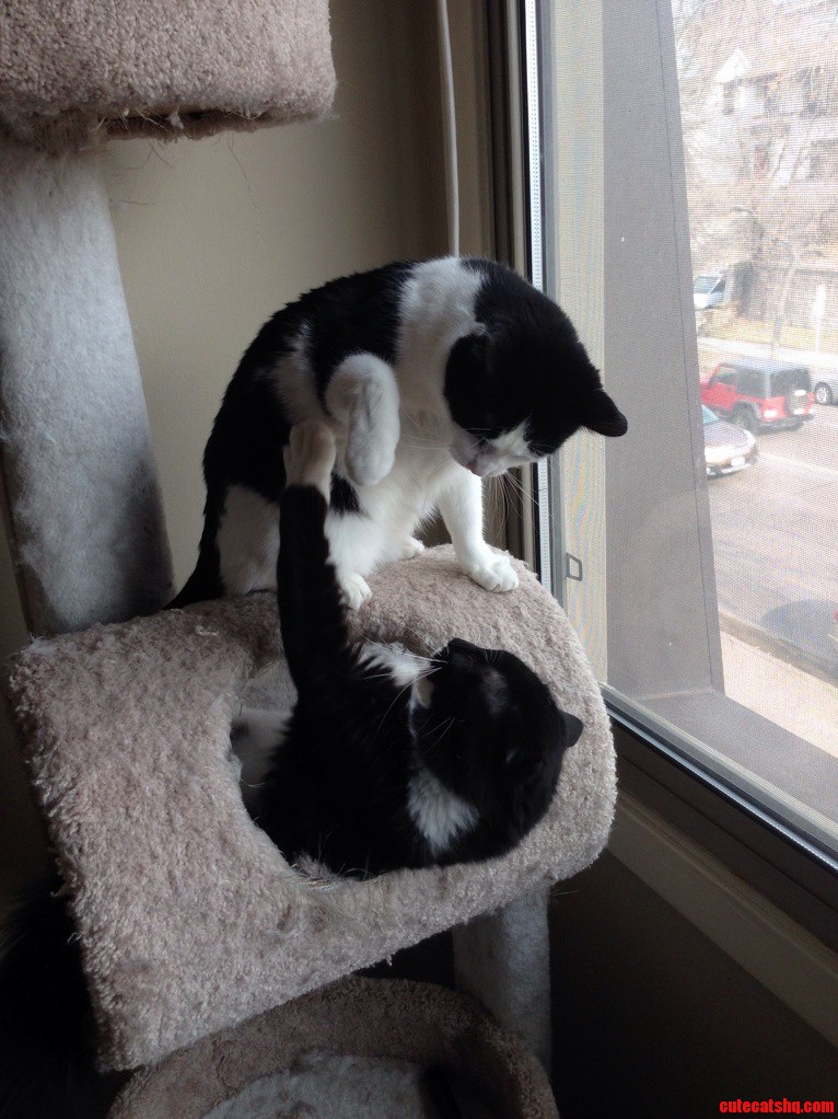 Younger Siblings Are Always Annoying.