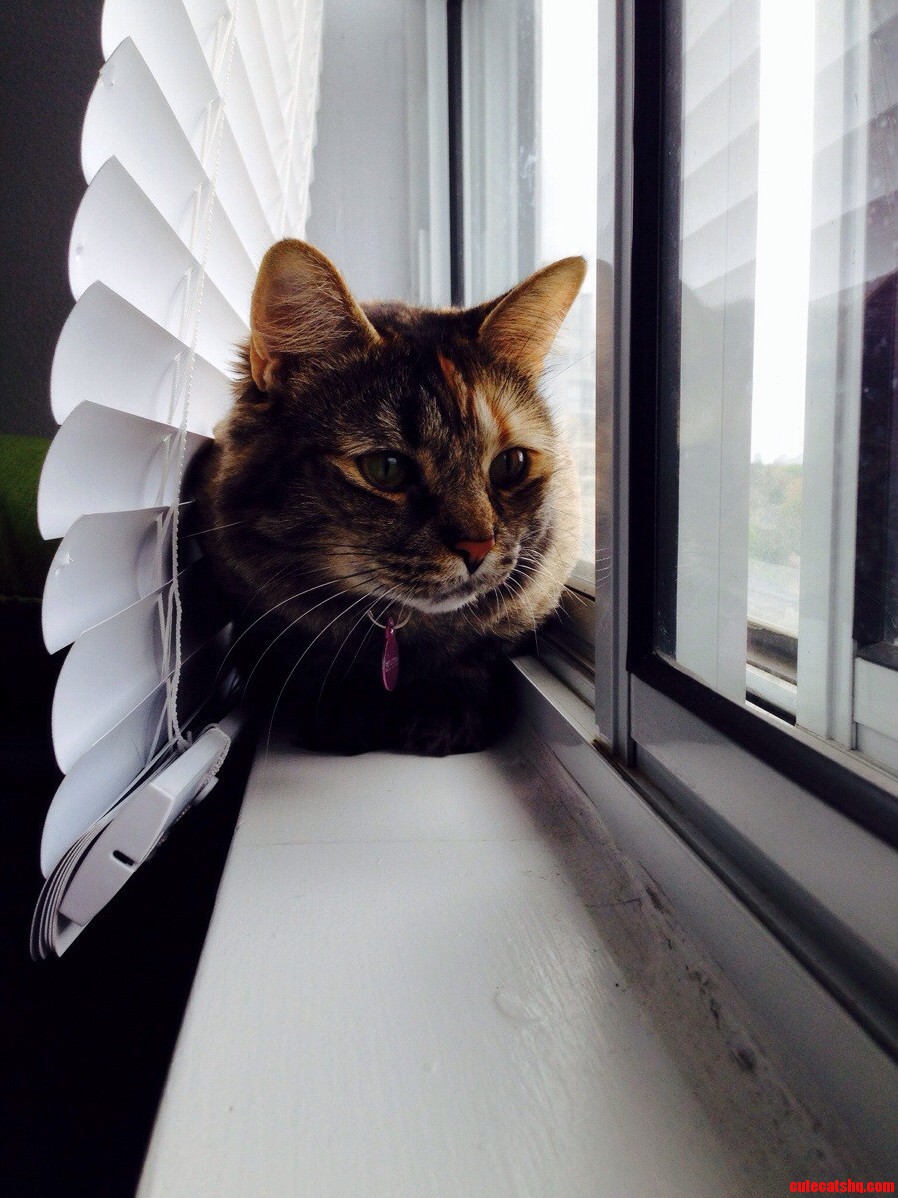 Zephyrs Favourite Hiding Spot