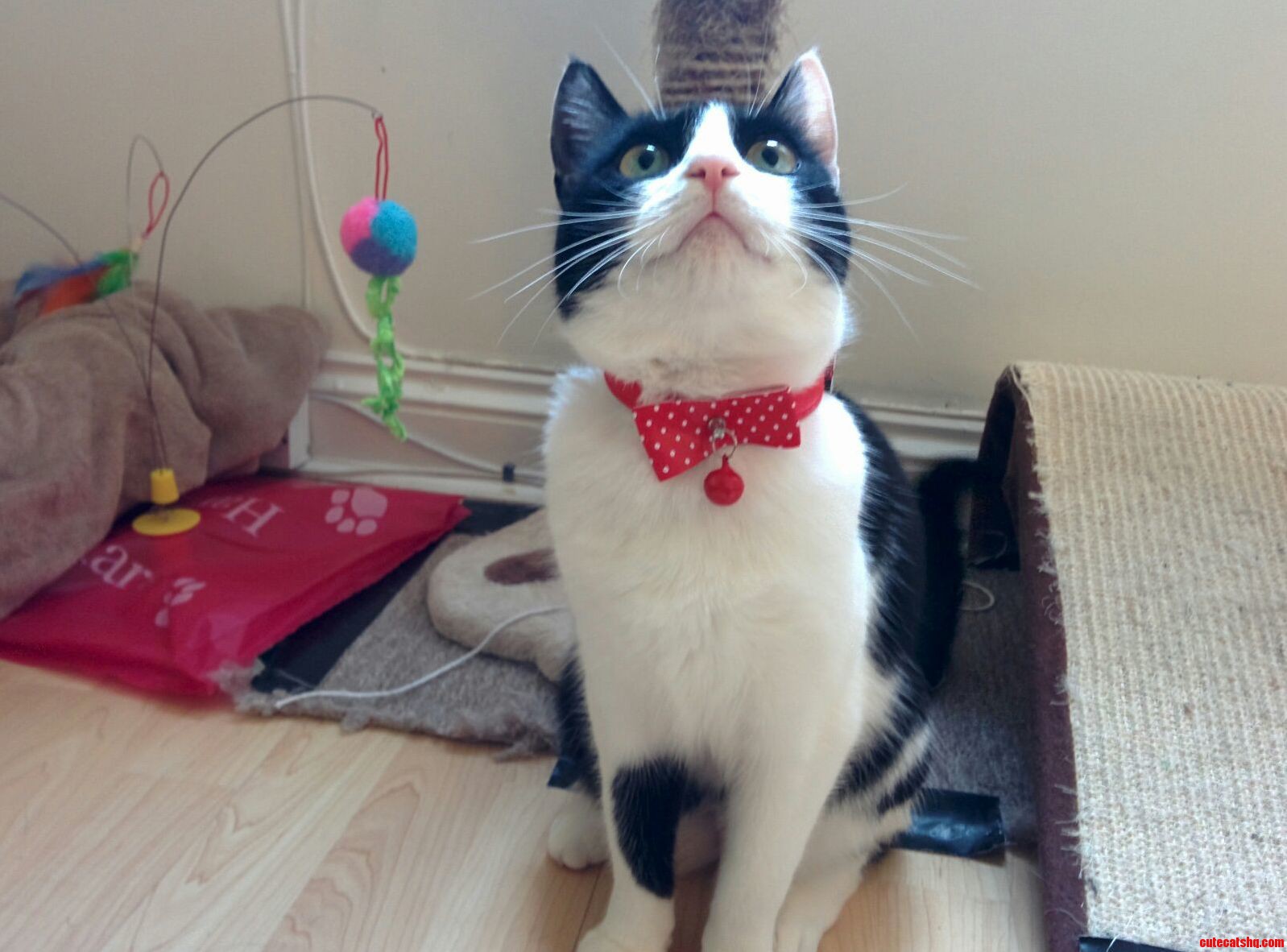 6 Months from Scrawny Street Cat to Smiling Dandy