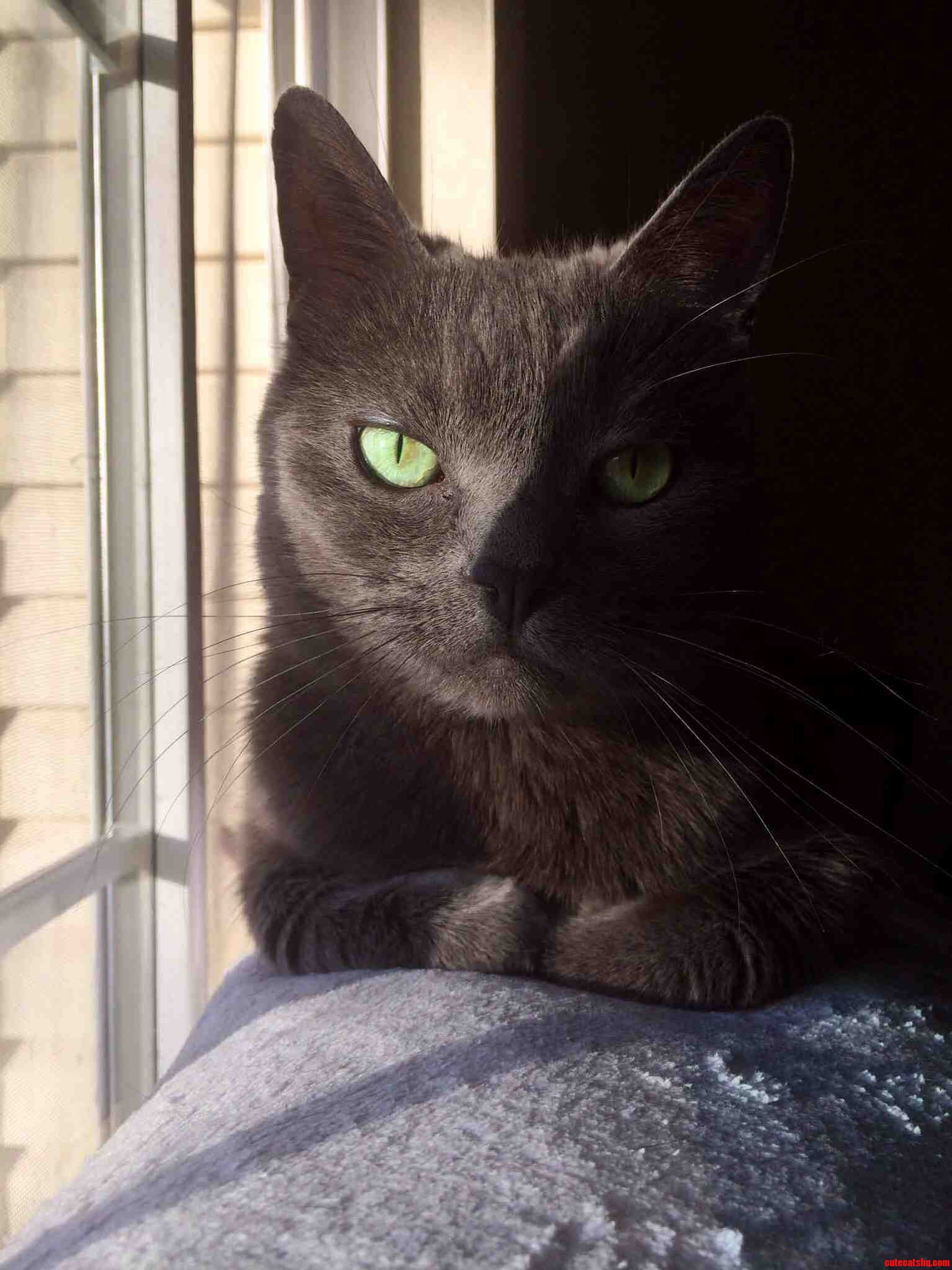A Very Serious Pic of Midnight