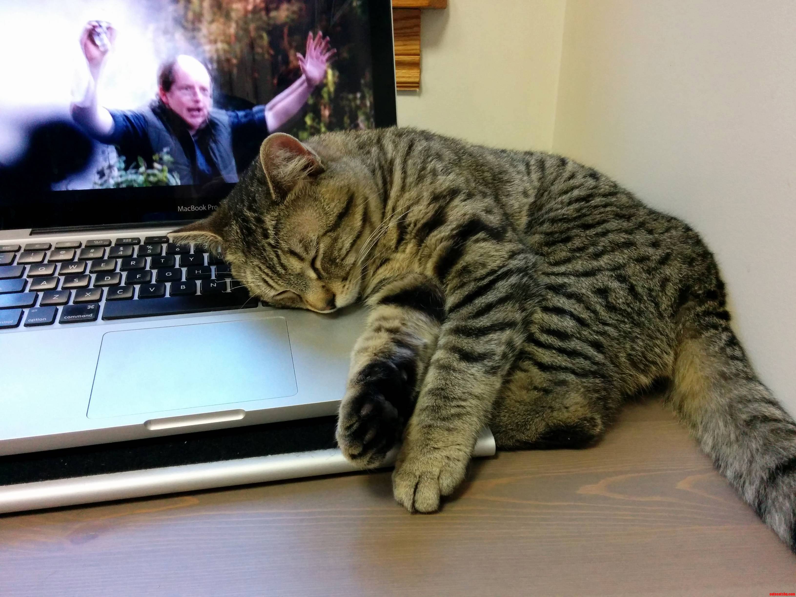Ace Loves a Warm and Cozy Keyboard to Snooze On.