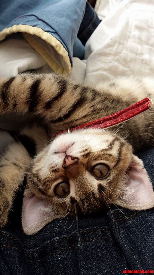 Adopted Little Minerva - She Is the Sweetest