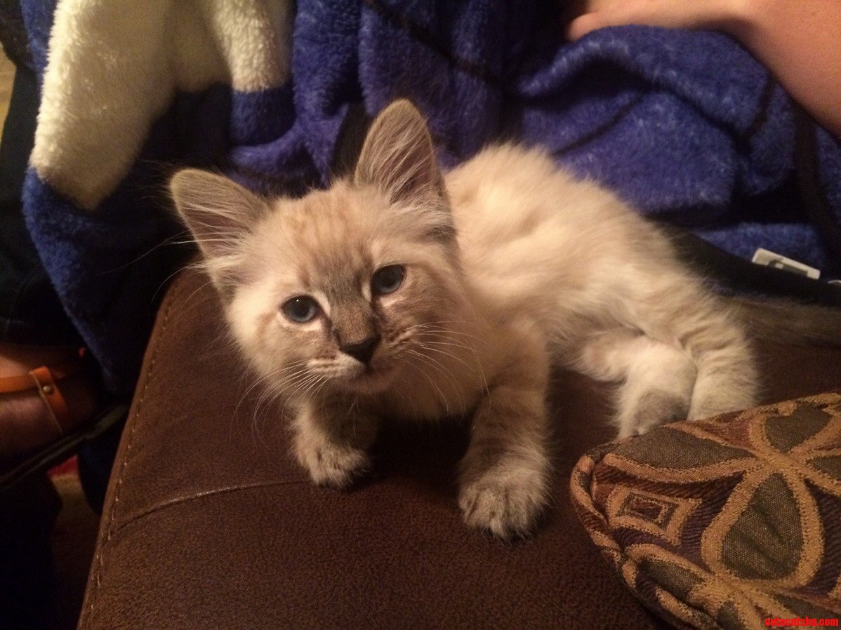 Adopted This Little Guy Tonight.. We Havent Named Him Yet. Any Ideas