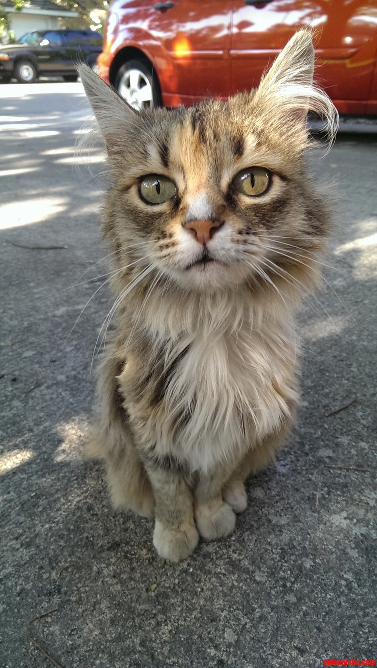 All of My Friends Seem to Be Getting Kittens So Heres My 15-year Old Kitten Cookie.