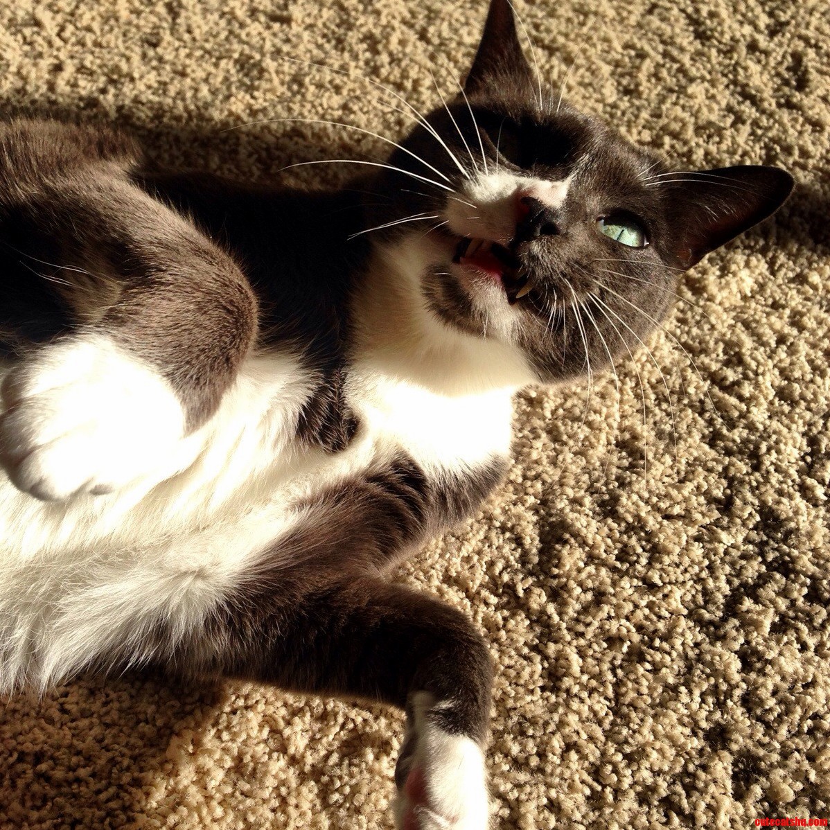 Annoying My Mean Kittie.