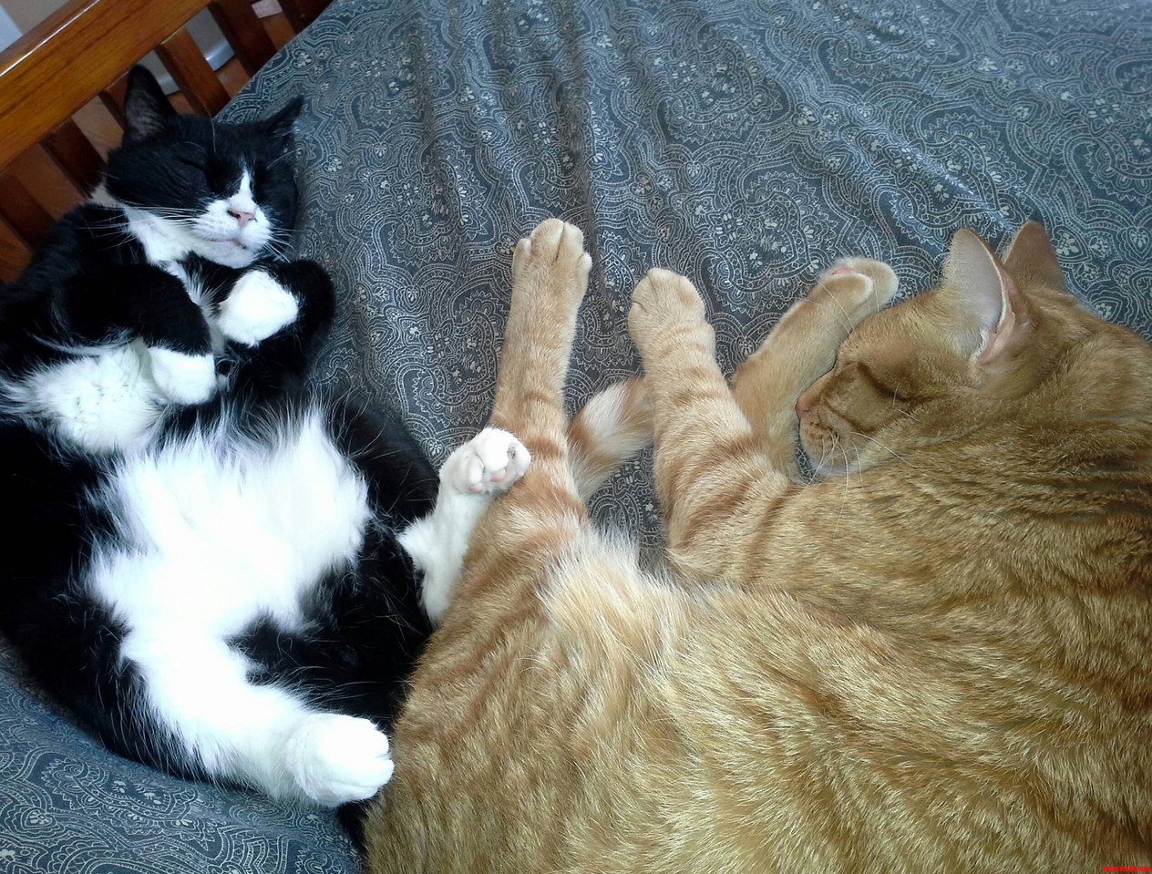 Bailey and Blaise