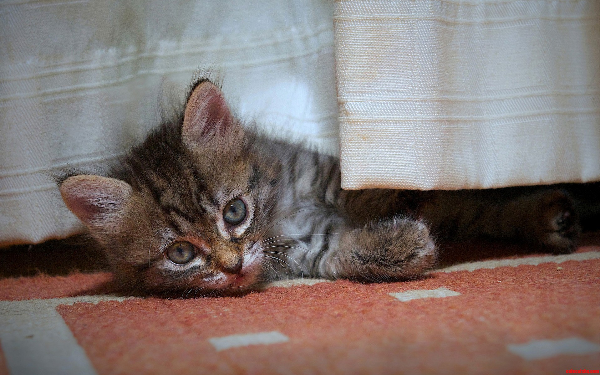 Beautiful Cat-eyes