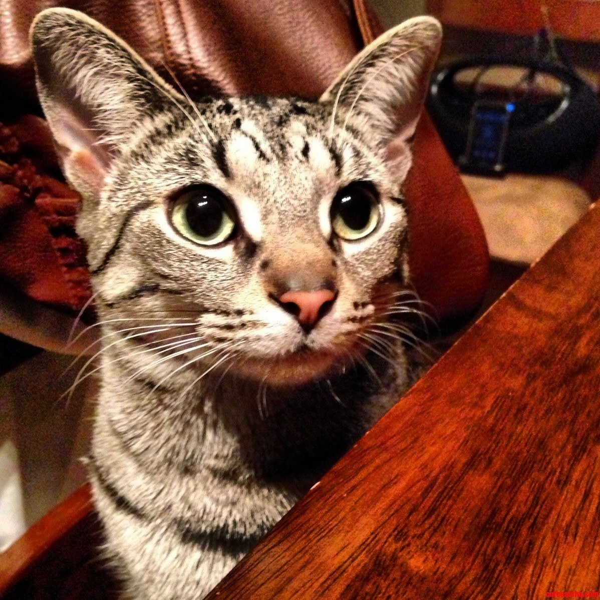 Beautiful Molly