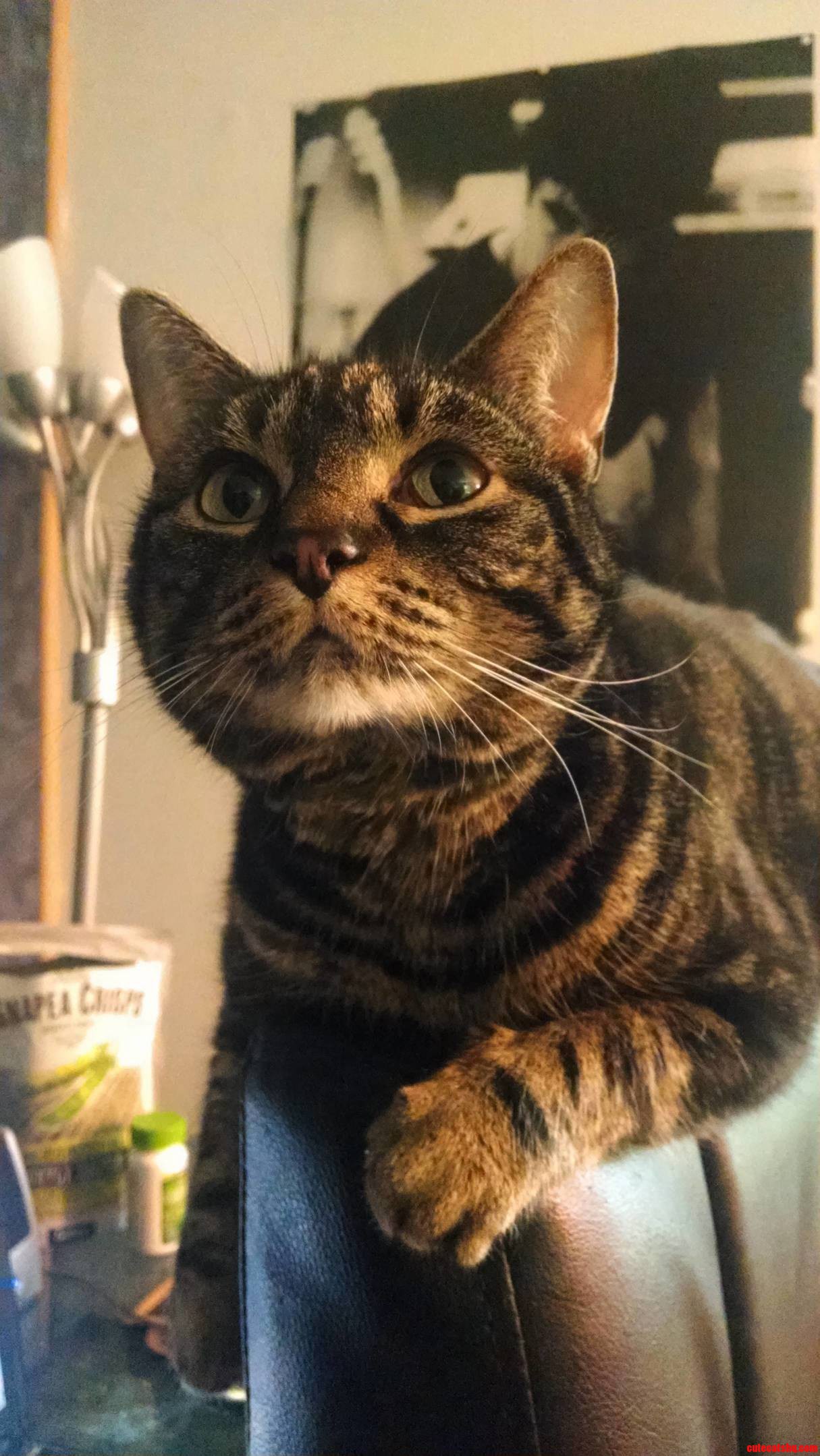 Bitsy Looking Majestic.