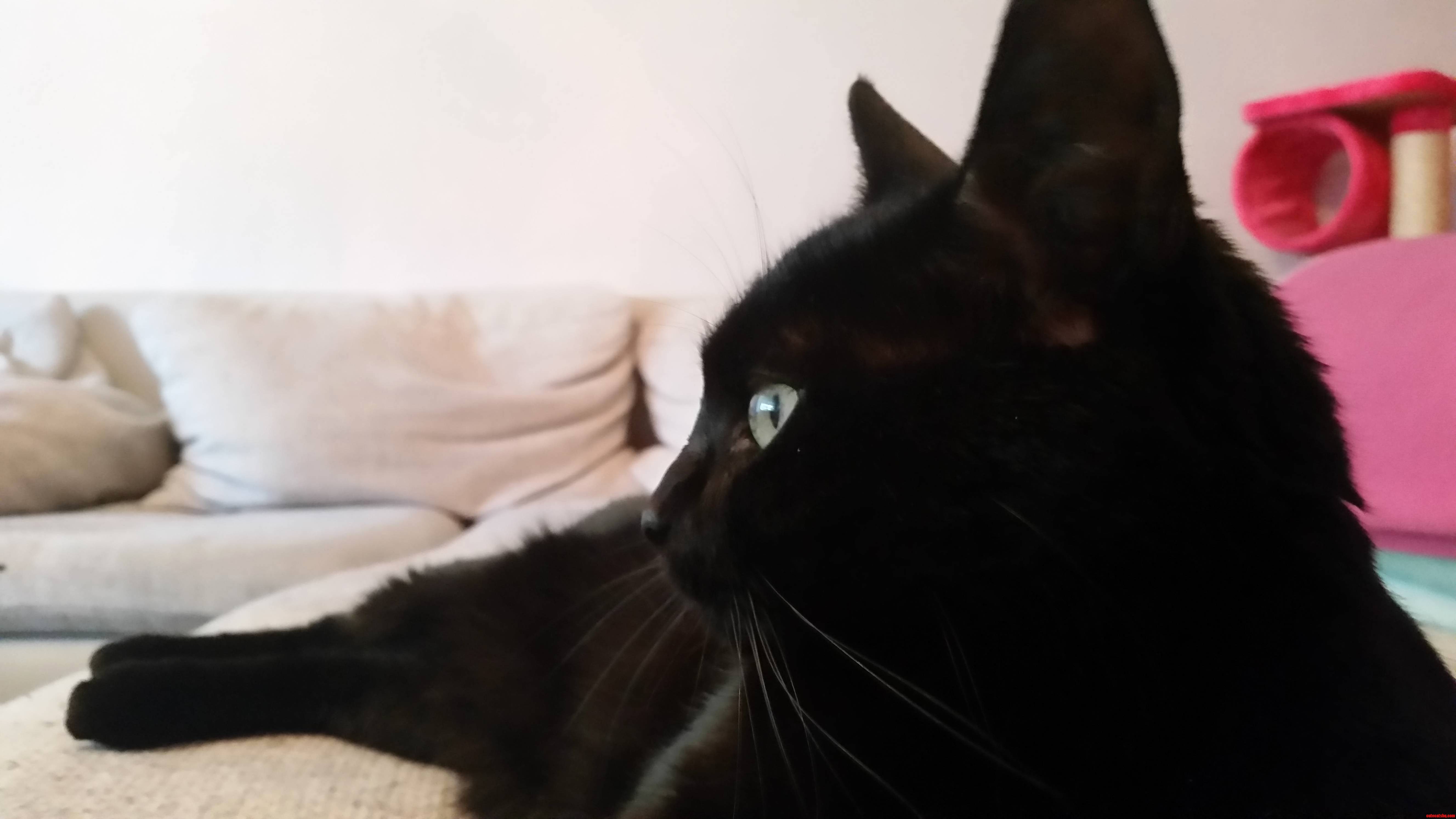 Black Beauty