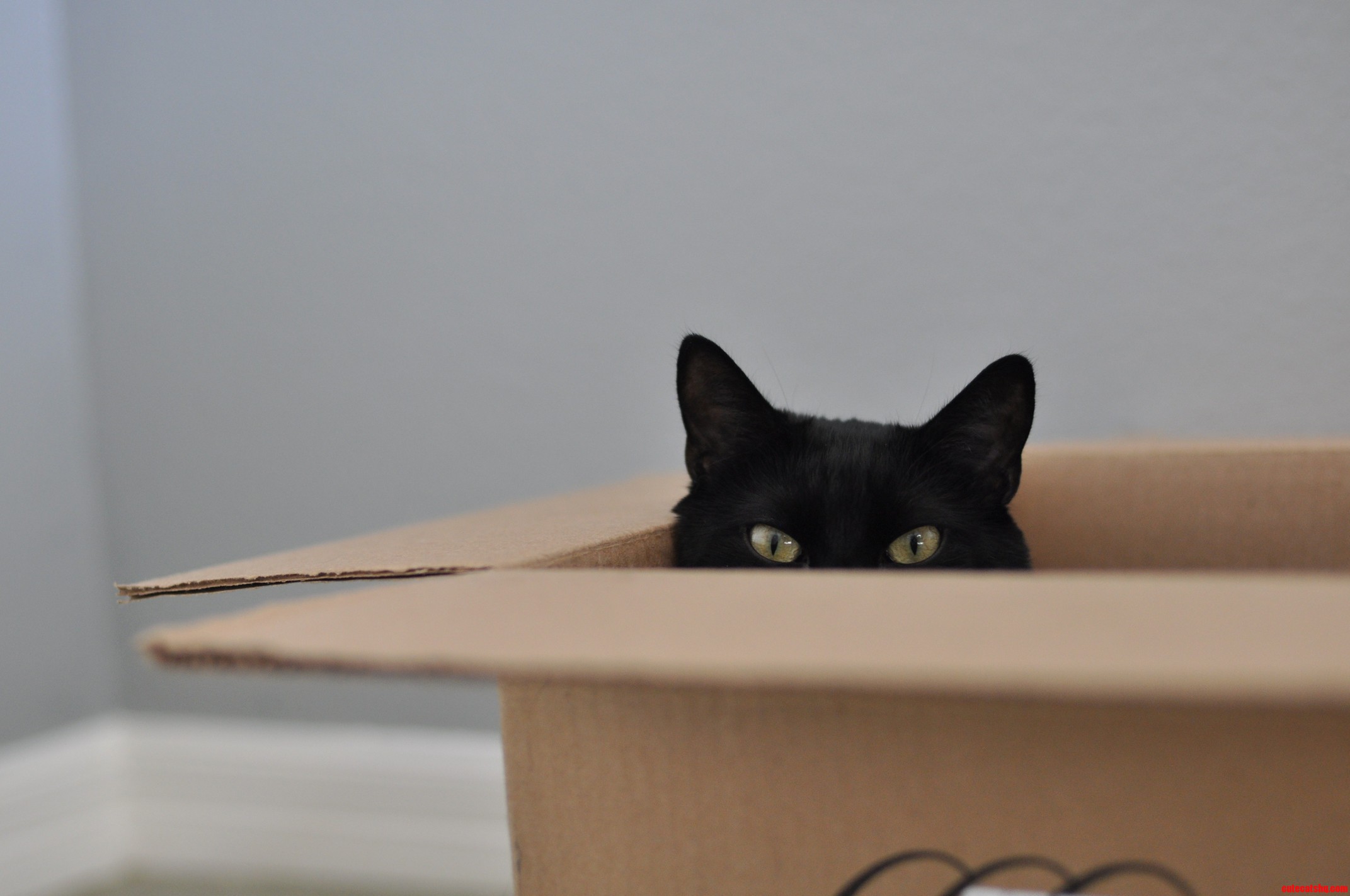 Black Cat Friday Lucas Sees You...