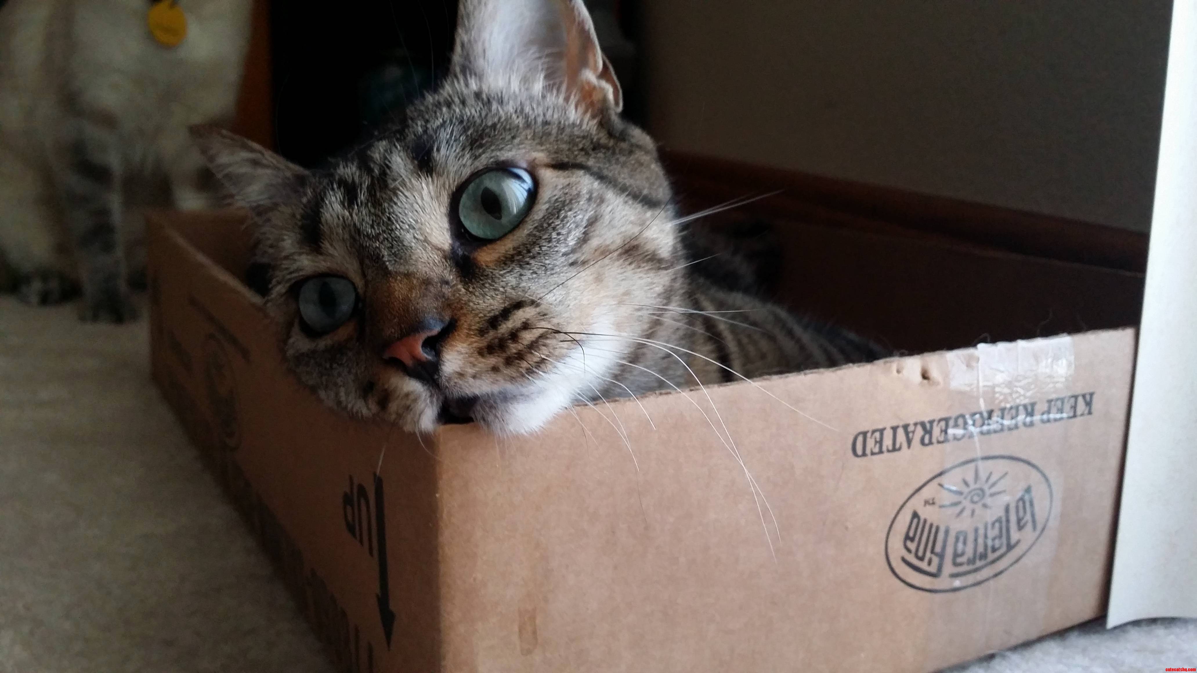 Box Are Drug