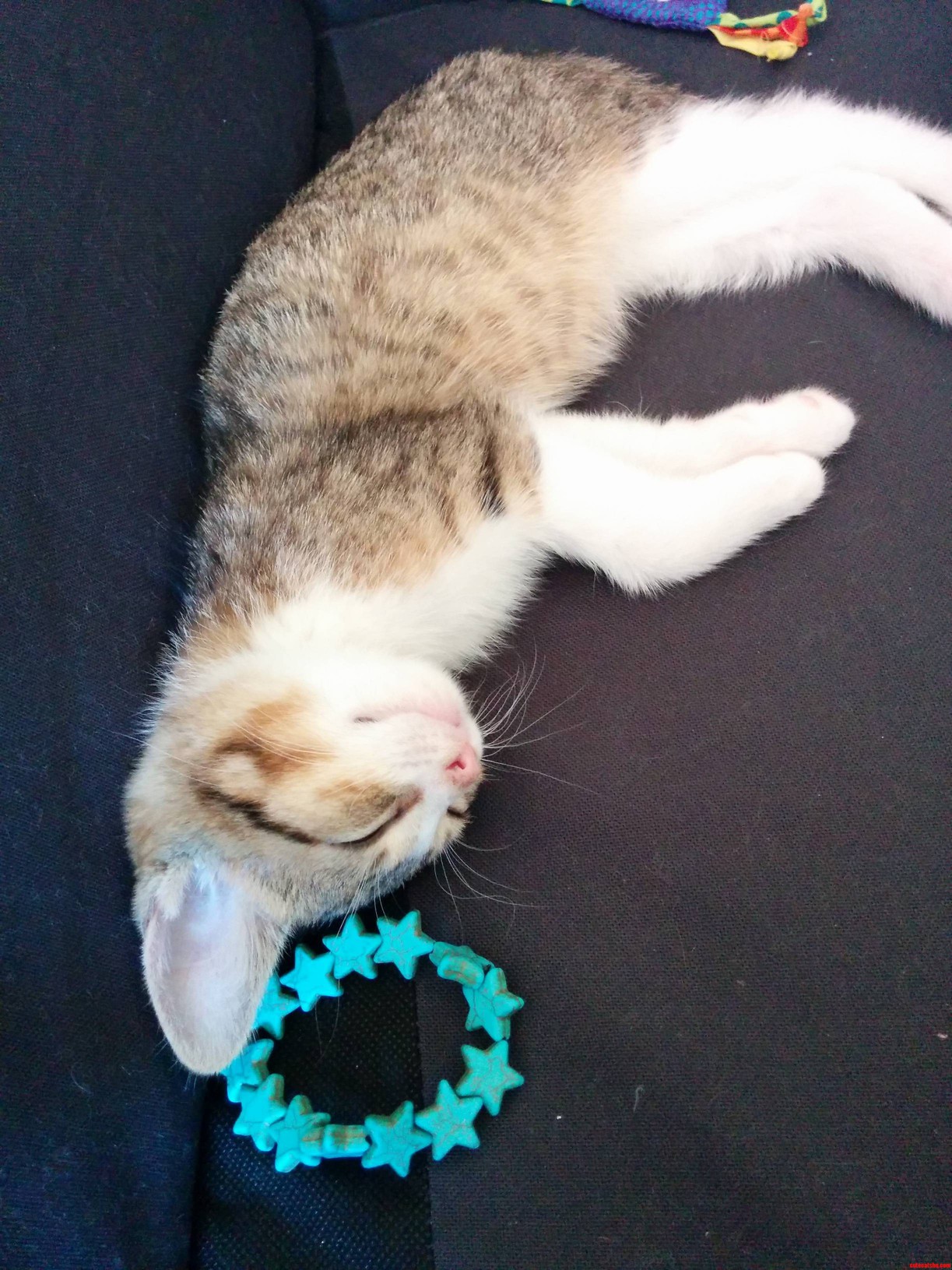 Cat Angel 3