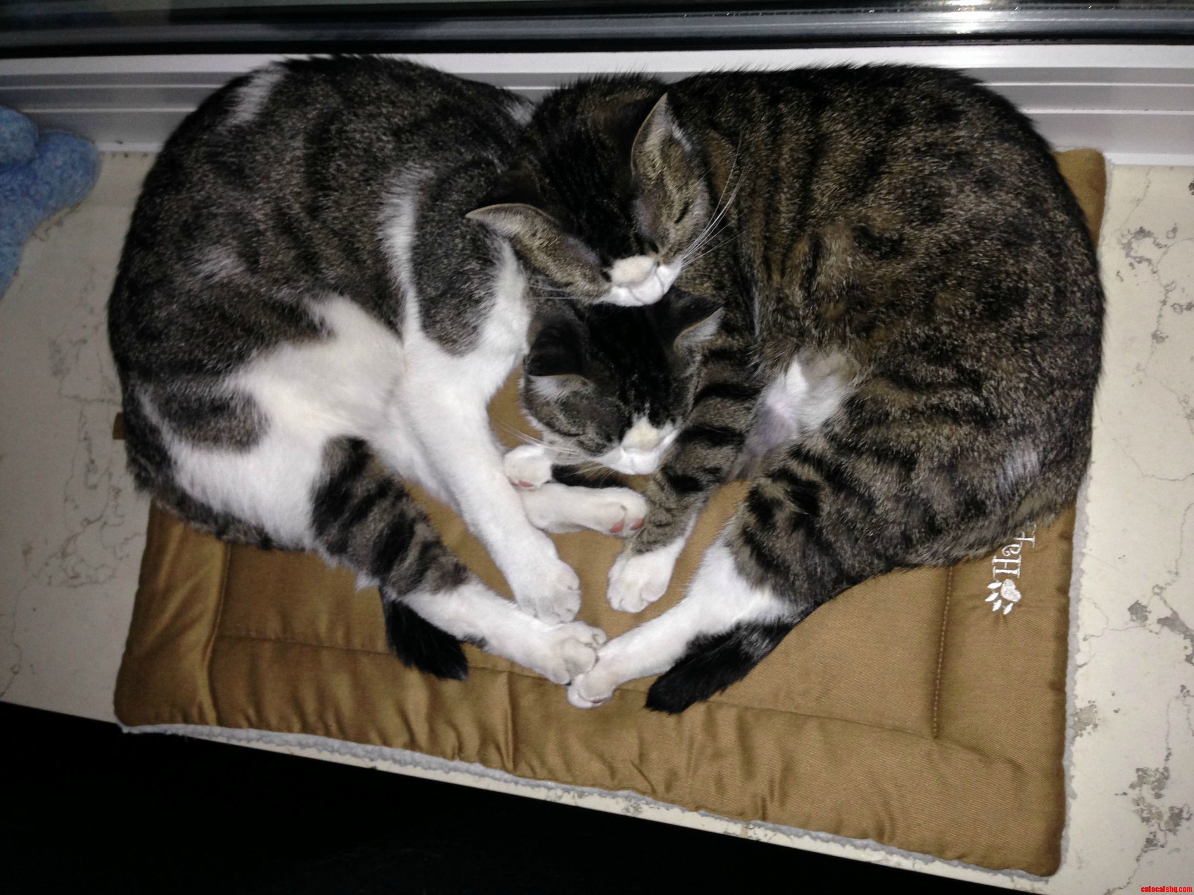 Cat Love