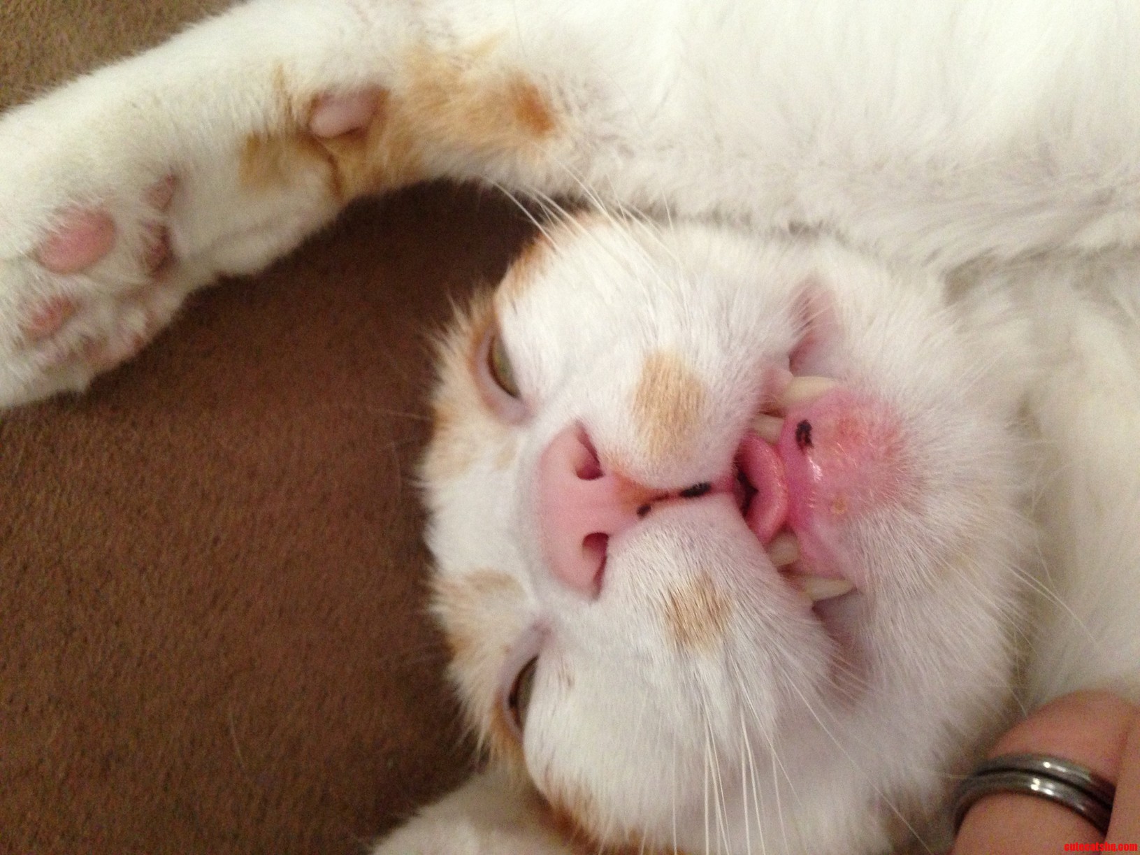 Catnip Ball Buddy Epic Nap