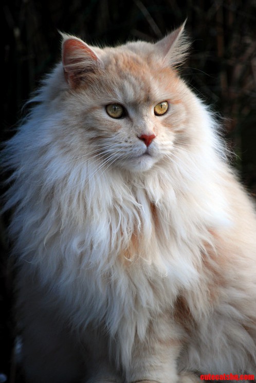 Cats Mane