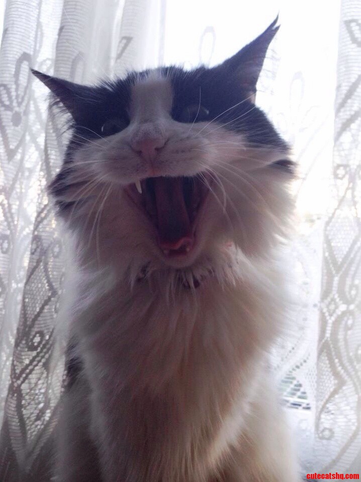 Caught My Little Girl Mid Yawn. I Think She Looks Rather Maniacal