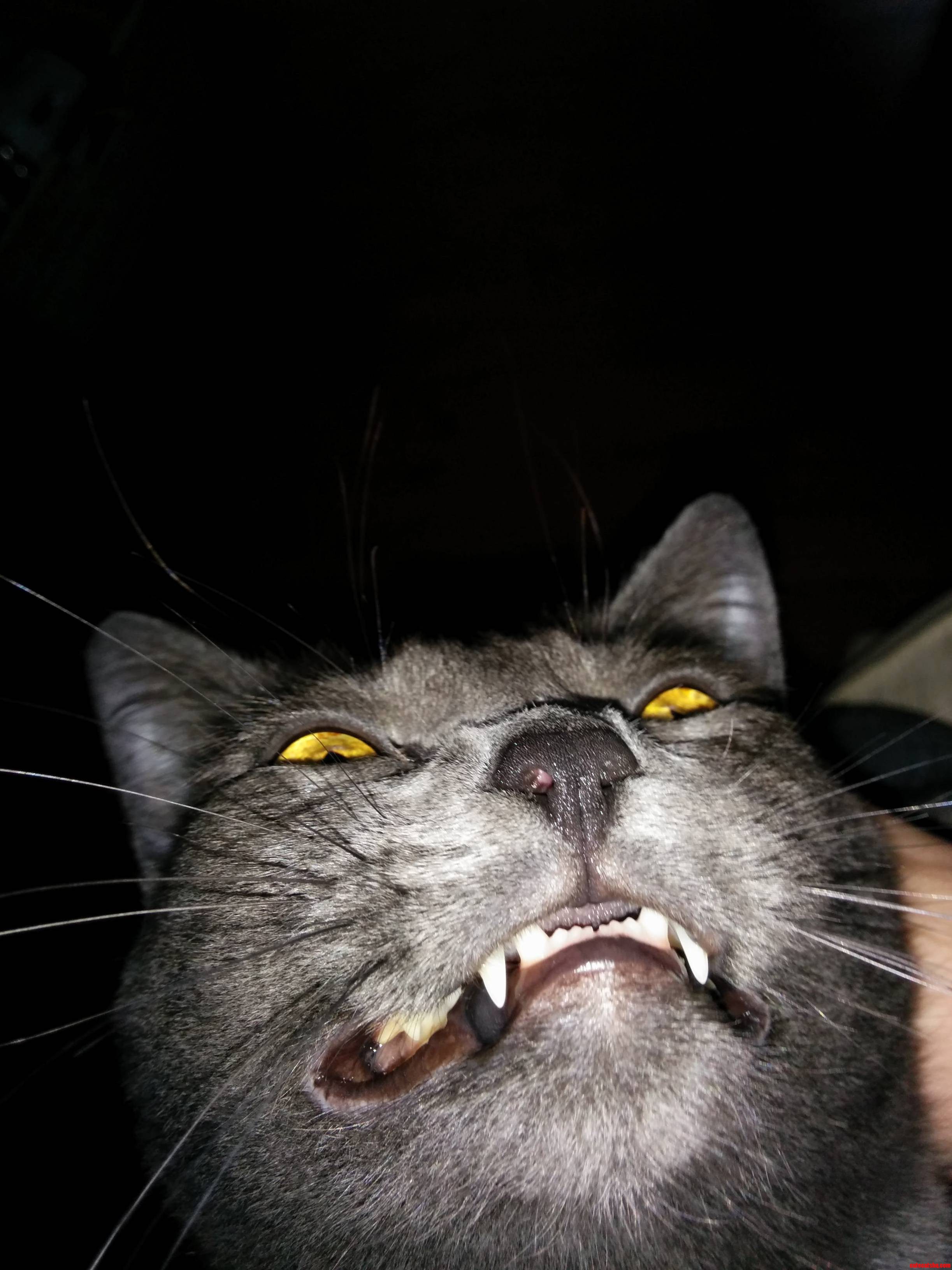Cheeeeeeese