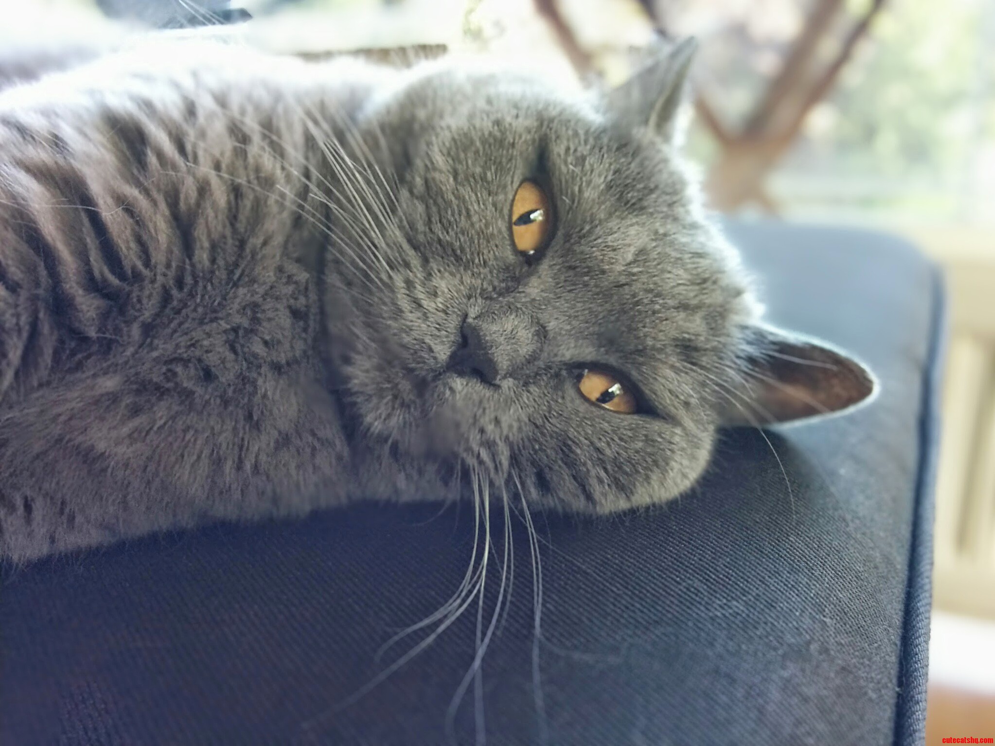 Chlo Trying to Keep It Cool on a Hot Day Like This.