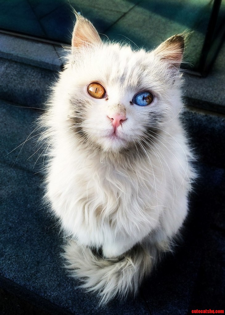 Couldnt Take My Eyes Off This Homeless Cat